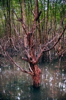 Thailand tropical mangrove swamp forest with exotic tree and roots complex and roots complex