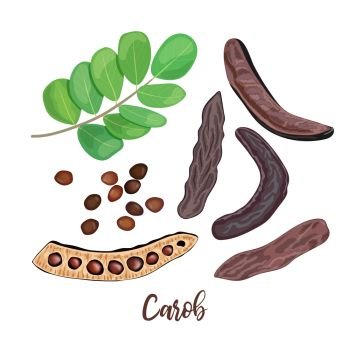 Ripe Carob sweet pods, leaves, seeds and carob powder on the white background. vector illustration. for food decoration, bakery, organic healthy food, caffeine free, locust bean gum, gelling. Ripe Carob pods, leaves, seeds and carob powder on the white background. vector illustration.