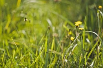 Large photo of green grass in the meadow.. Green grass and chamomile in it 7892.