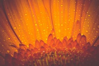 Big gerbera flower of bright orange color macro photo, vintage background.