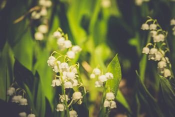 Blooming lily of the valley flowers in spring garden, filtered background.