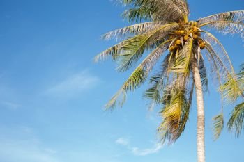 Coconut tree in the blue sky in summer