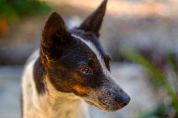Black and white dog headshot on bokeh blur background