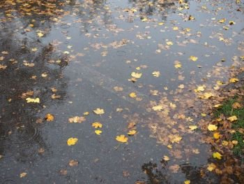 brown falling leaves in rain water puddle useful as a background. brown leaves in water texture background