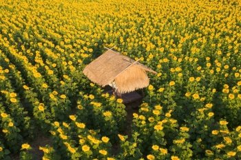 Aerial view of a house or home in full bloom sunflower field with mountain in travel holidays vacation trip outdoors at natural garden park in summer in Lopburi, Thailand. Nature landscape.