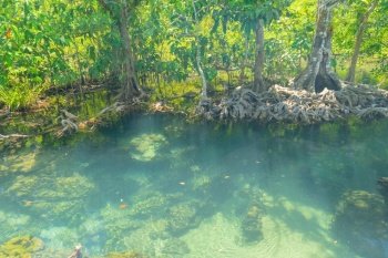 Marine reserve canal, emerald crystal clear lake water surface in National Park with forest trees resource environment, Tha Pom Klong Song Nam, Krabi. Nature landscape. Travel. Underwater in river.