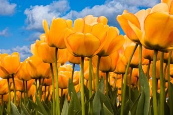 Beautiful yellow tulips