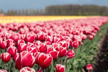 Dutch farmland with colorful tulip fields photographed with selective focus