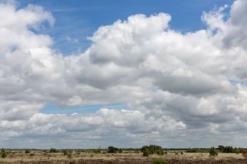 Dutch National park with heath, one single tree and a beautiful cloudy sky. Dutch National park with heath, one tree and cloudy sky