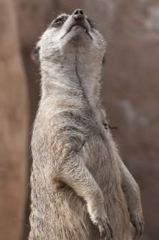 Single meerkat standing tall, on guard duty, looking up and to the right.