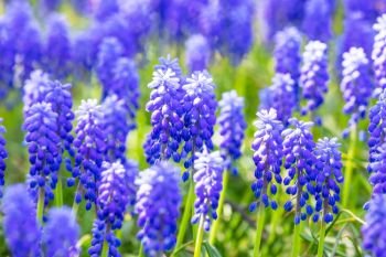 Macro view of blue and purple Muscari or Mouse or Grape Hyacinth flowers with selective focus effect