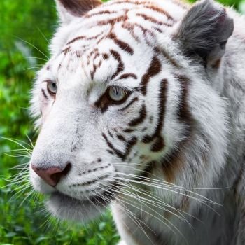Close portrait of white tiger in the wild