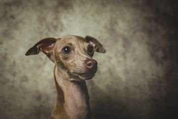 Studio portrait of little italian greyhound dog. Friendly and fun.Studio