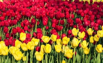 Bright beautiful background of big red and yellow tulips in sunlight.