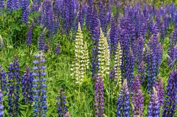 Bright beautiful background of big purple and white lupines in sunlight.