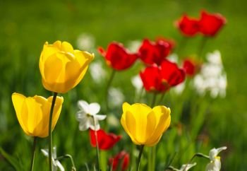 Yellow and red tulips.