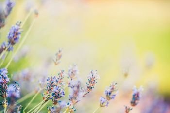 beautiful lavender flowers in the city park, blur, bokeh, background for site