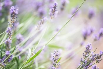 Summer garden background with lavender and Sun rays , banner for website with gardening concept