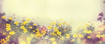 Various colorful spring flowers in sunlight, blur, banner for web site, border