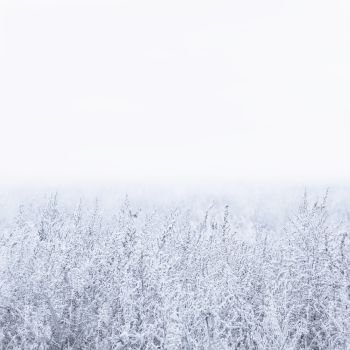 Winter foggy background - snow-covered sagebrush in the field with a white mist. Square backdrop with space for copy, selective focus.. Winter Foggy Background