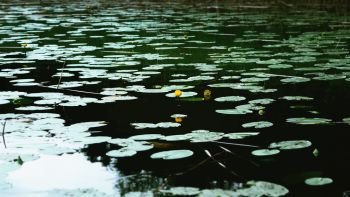 Leaves and flowers of the Yellow Water-lily -  Nuphar lutea - floating on the surface of the pond in summer twilight. Natural dark water background with space for copy. Selective focus, blurred vignette.