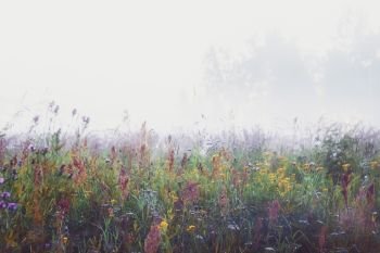White morning mist over blooming wildflowers in a meadow. Vintage soft filter, selective focus.. Misty Morning In The Meadow