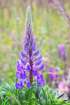 Purple lupine flower - Lupinus polyphyllus - closeup on a summer sunny meadow. Selective focus.. Beautiful Blooming Lupine