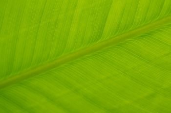 Macro green leaf background with linear texture.