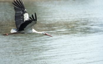 Flying stork over mountain lake
