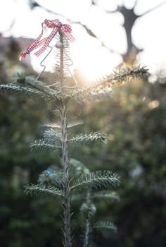 Christmas tree on sun light. Christmas ornamental tree. Backlight
