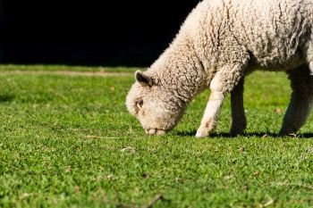 portrait of lamb grazing in the field