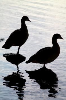 Silhouettes of  two nil geese on the riverside with water reflexion