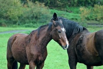 Two dark chestnut horses snuggling up on green meadow.