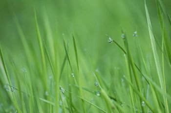 the raindrops on the green grass in the garden 
