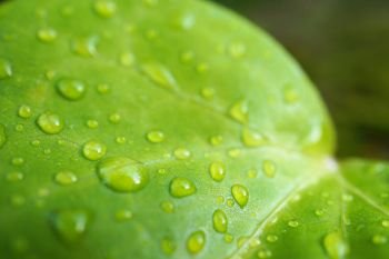 the green leaf with drops on the ground