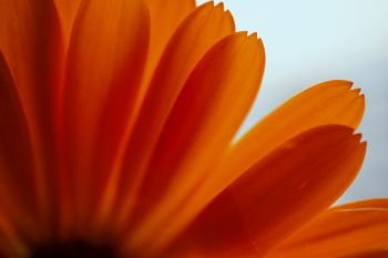 orange flower plant petals               