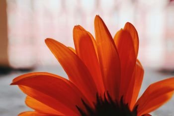 beautiful orange flower plant petals                               