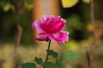 romantic red rose flower in the garden