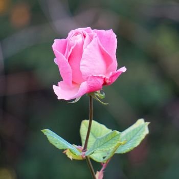 romantic pink rose flower in the garden                               
