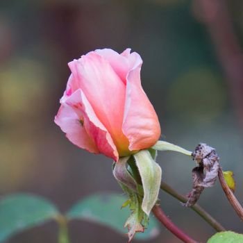 beautiful pink rose flower in the garden                               