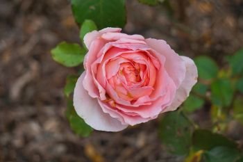 romantic pink rose flower plant in the garden