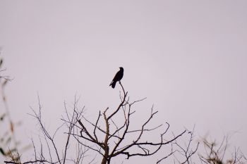 the black crow raven on the tree in the nature                               