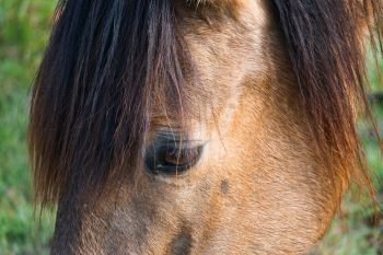  beautiful brown horse portrait in the farm in the nature   