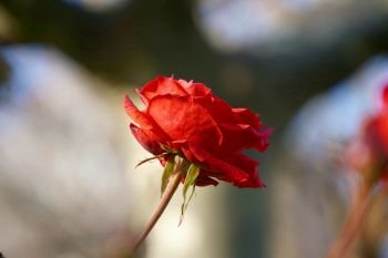                                romantic red rose flower plant in the garden  