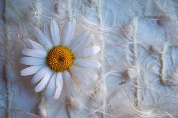 romantic white daisy flower                               