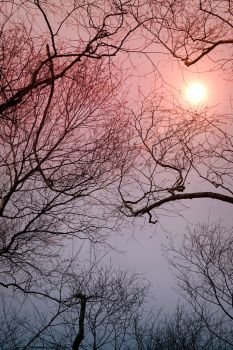 tree branches and sun