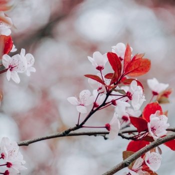 beautifull sakura cherry blossom in spring season