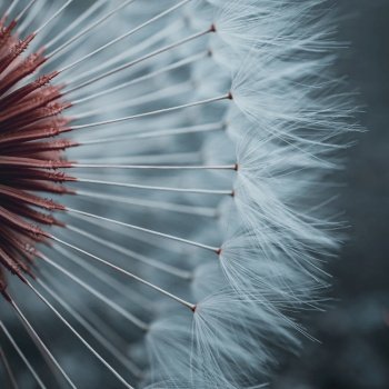 romantic dandelion flower seed, abstract background