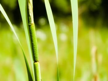 Close up of typha plant. Nature od Tuchola Forest and Kashubian region in Poland. Copy space, nature background.. Close up of typha plant.