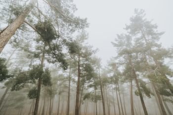 pine forest and cedar trees in foggy weather